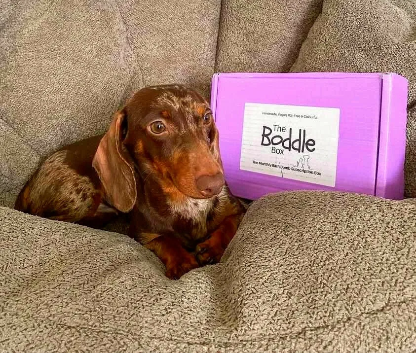 A dog resting beside a Boddle Box